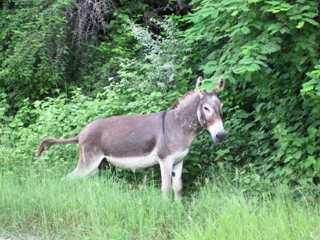 picture of Antigua donkey